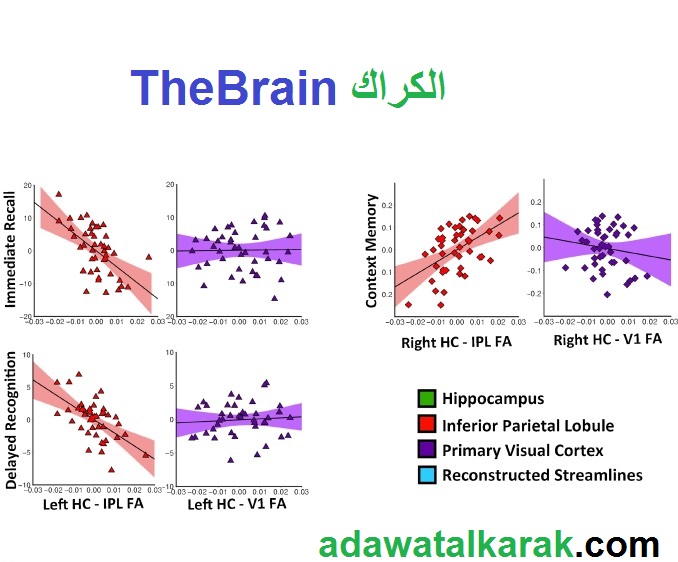 TheBrain الكراك زائد رقم سري